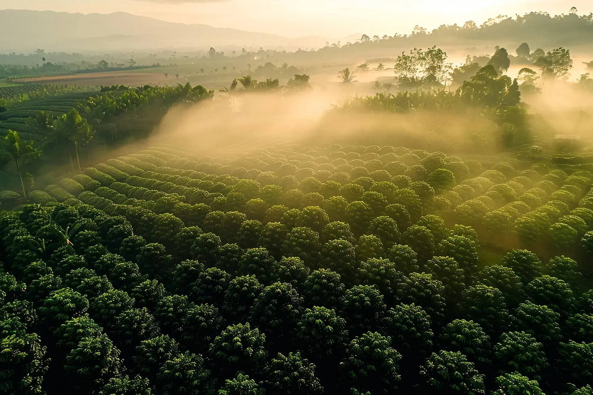 Les plantations de café indonésiennes