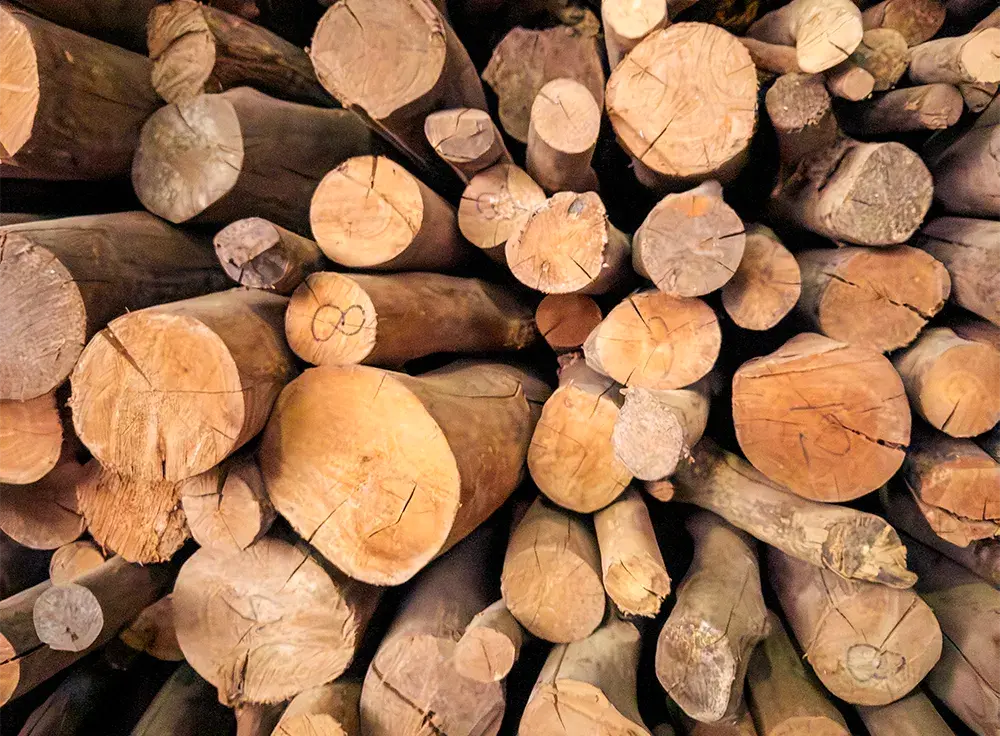 Notre bois de cannelle indonésien