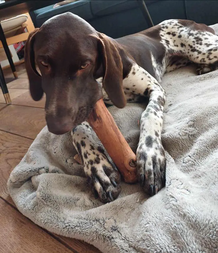 Kira degustant unstick de cannelle Kabawoo