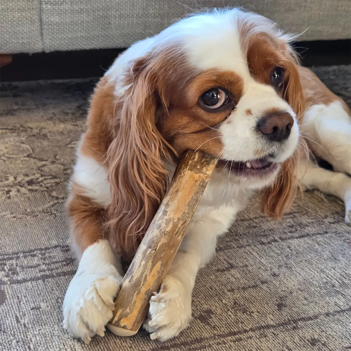Rosalie occupée avec son bâton en bois de café