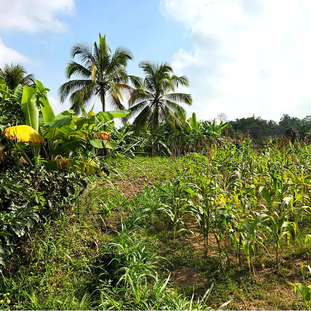 Les paysage indonésiens