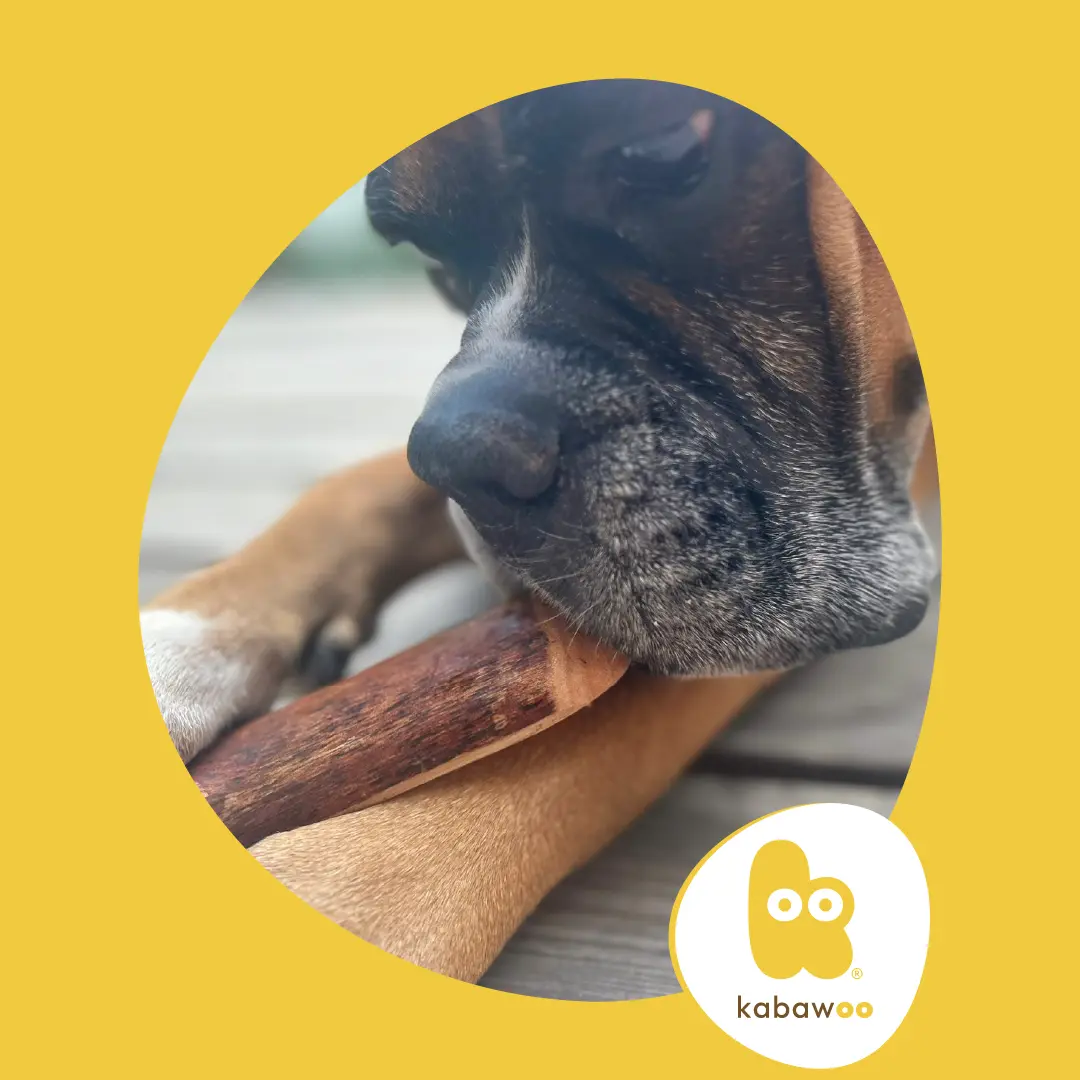 chien avec stick en bois de cannelle