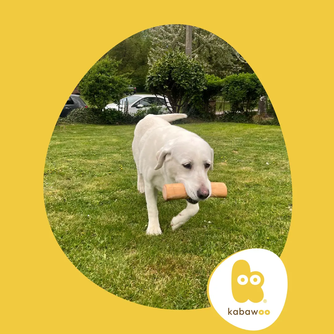 chien avec son stick de bois de cannelle