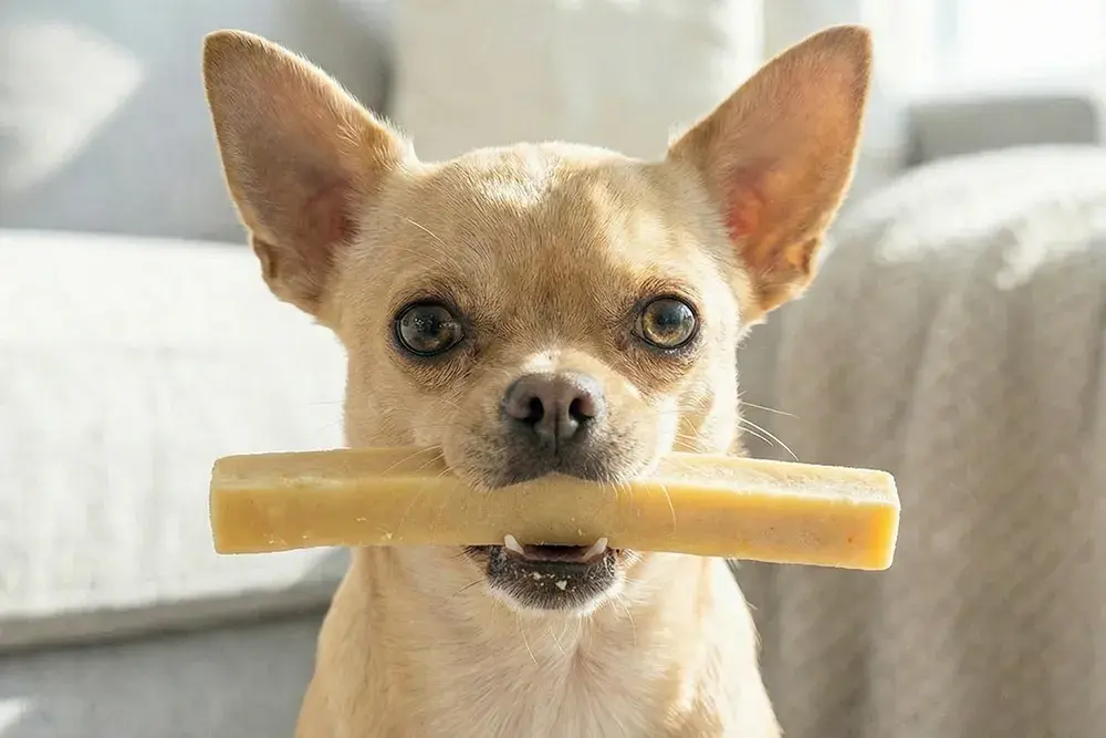 un chihuahua dégustant un Cheese Bone XS